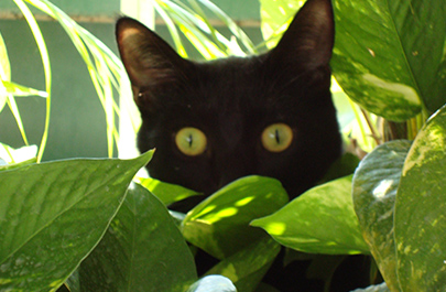 Mision de los Arcos Huatulco Hotel