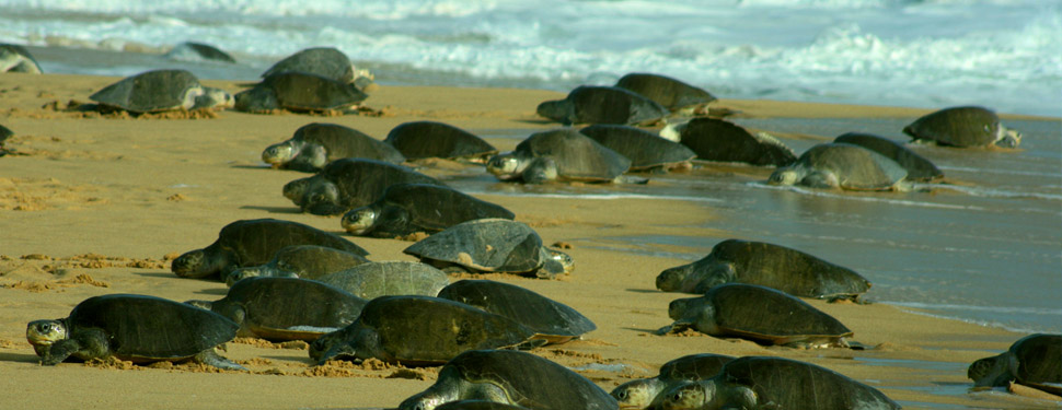 Hotel Misión de los Arcos Huatulco